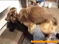 Dog and slut with hairy pussy having animal sex fun